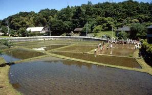 田植え