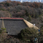 「松連庵」の茅葺屋根、葺き替えです