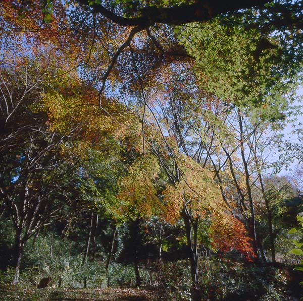 南平丘陵公園