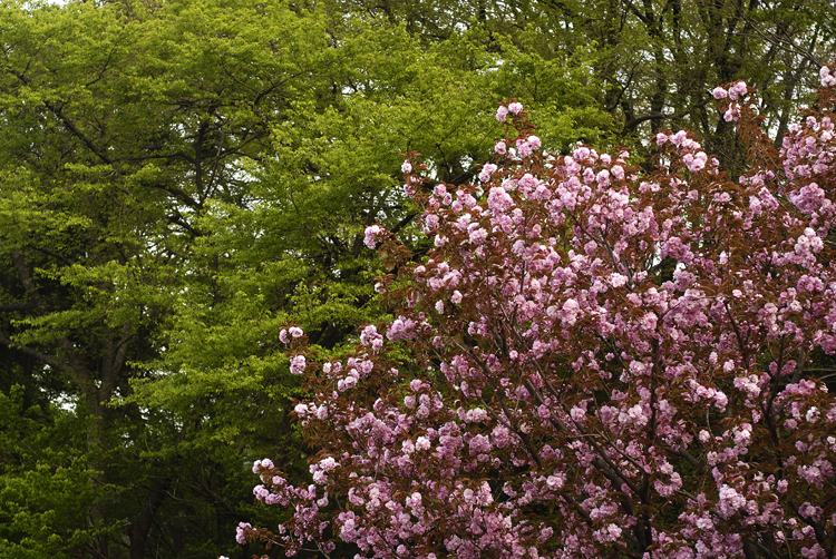 桜散る時