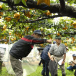 今年の梨のできばえは？「山見」が行われました