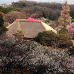 京王百草園　恒例「梅まつり」2007　開催のお知らせです