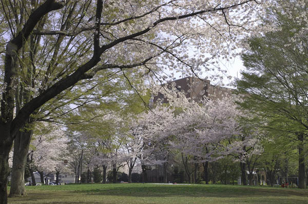 桜の催し