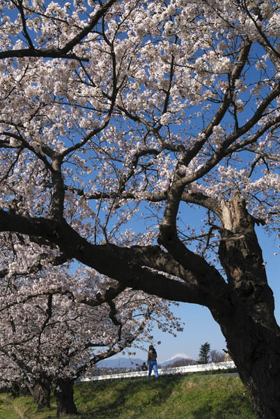 桜の催し