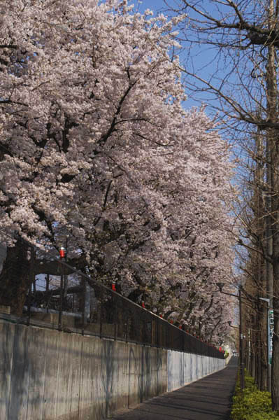 桜の催し