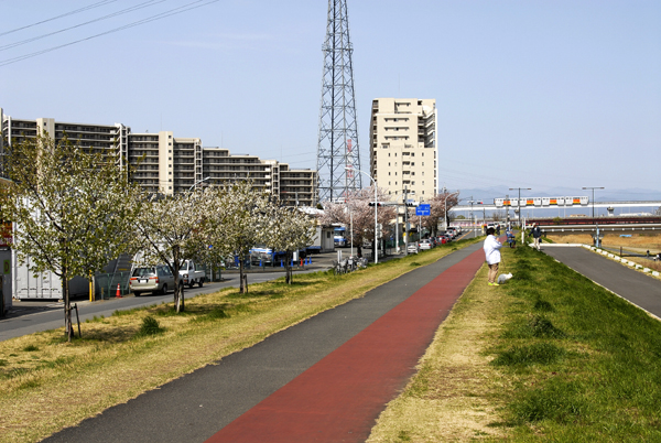 桜の催し