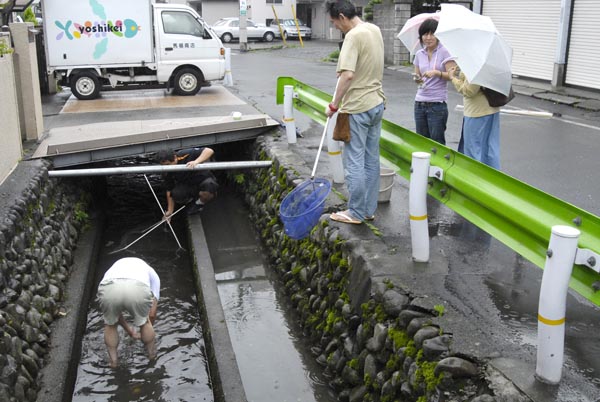 用水路に鮎