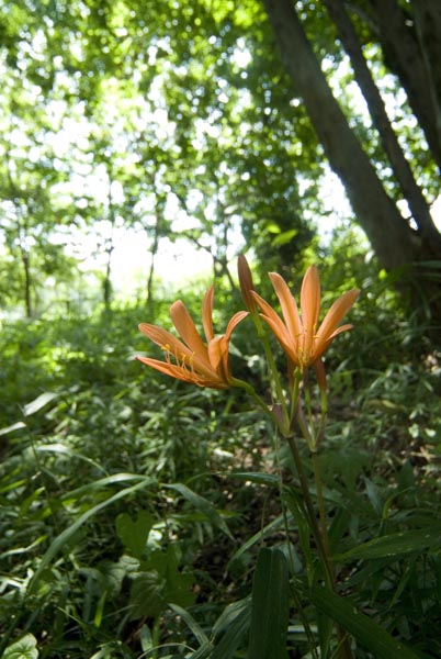 百草、盛夏