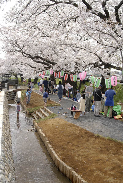 桜の催し