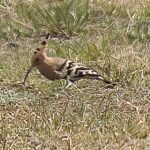 ヤツガシラ　多摩川河川敷は大賑わい