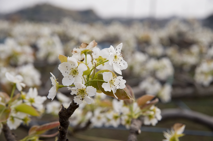 桜