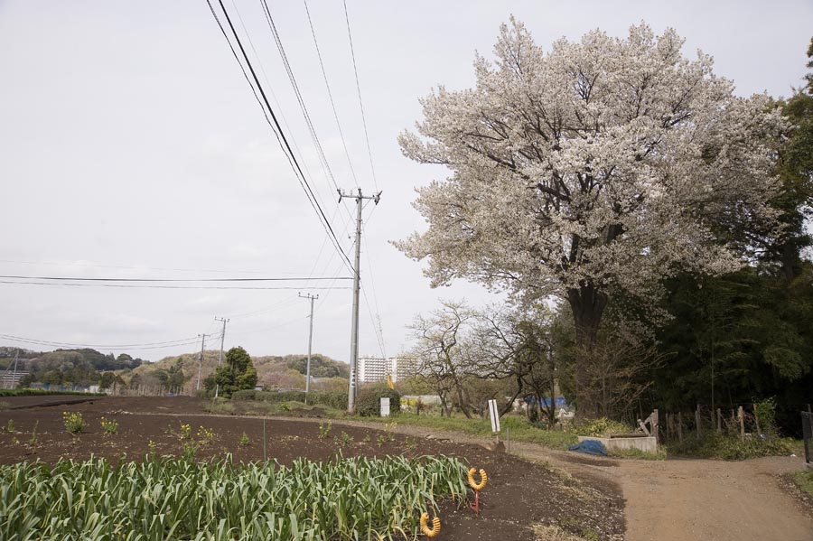 桜