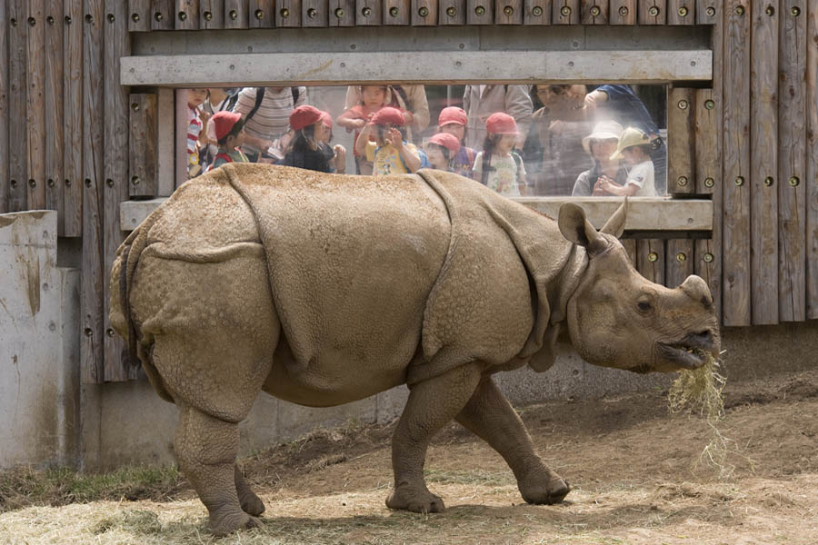 多摩動物公園が開園50周年