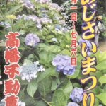 6月1日から『高幡不動尊あじさいまつり』開催