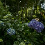 京王百草園もあじさいの季節です