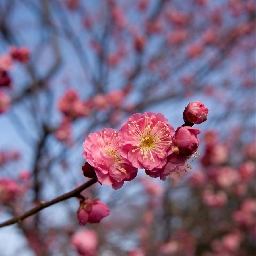 京王百草園「梅まつり」