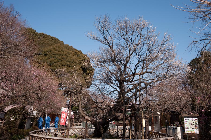 京王百草園「梅まつり」