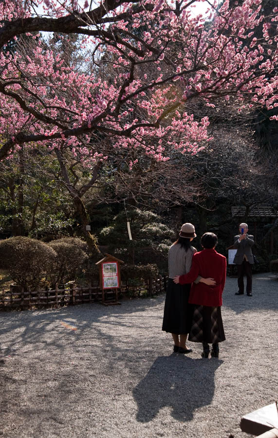 京王百草園「梅まつり」