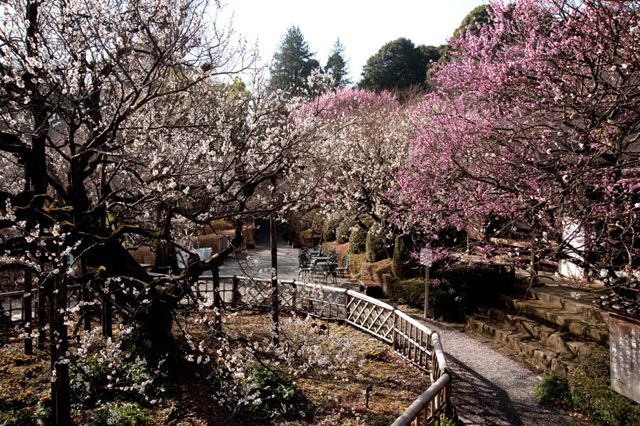 京王百草園「梅まつり」