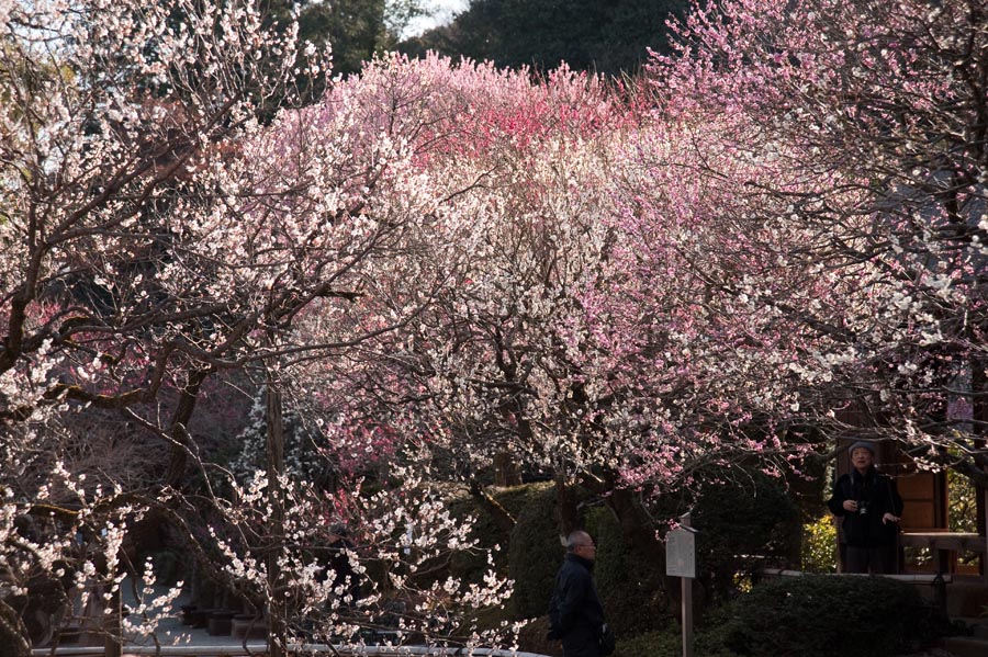 京王百草園「梅まつり」