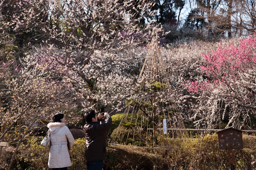 京王百草園「梅まつり」