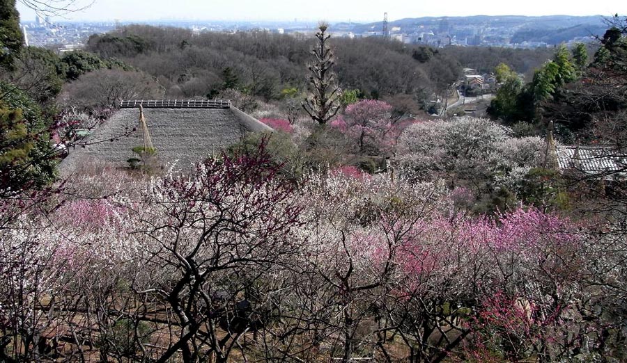 京王百草園「梅まつり」