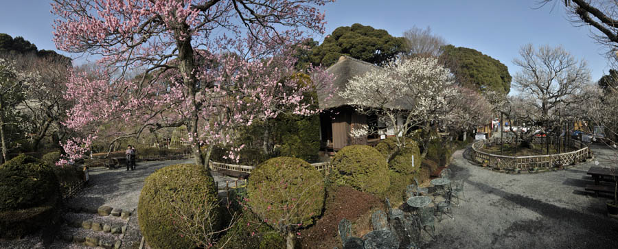 咲きいそぐ梅を見上げる福寿草