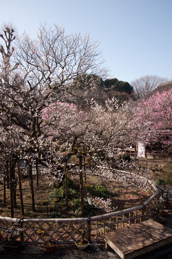 咲きいそぐ梅を見上げる福寿草