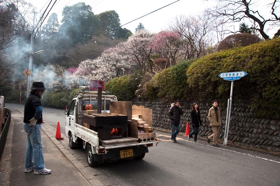 咲きいそぐ梅を見上げる福寿草