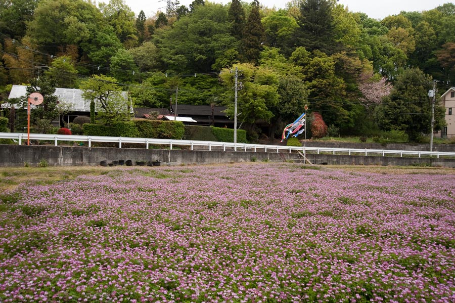 恵みの花