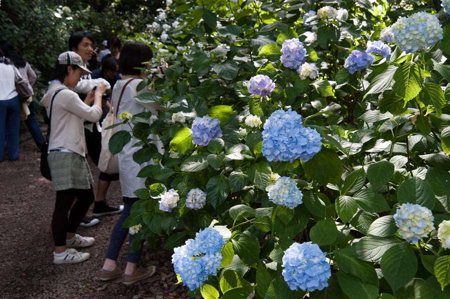 高幡不動尊あじさいまつり