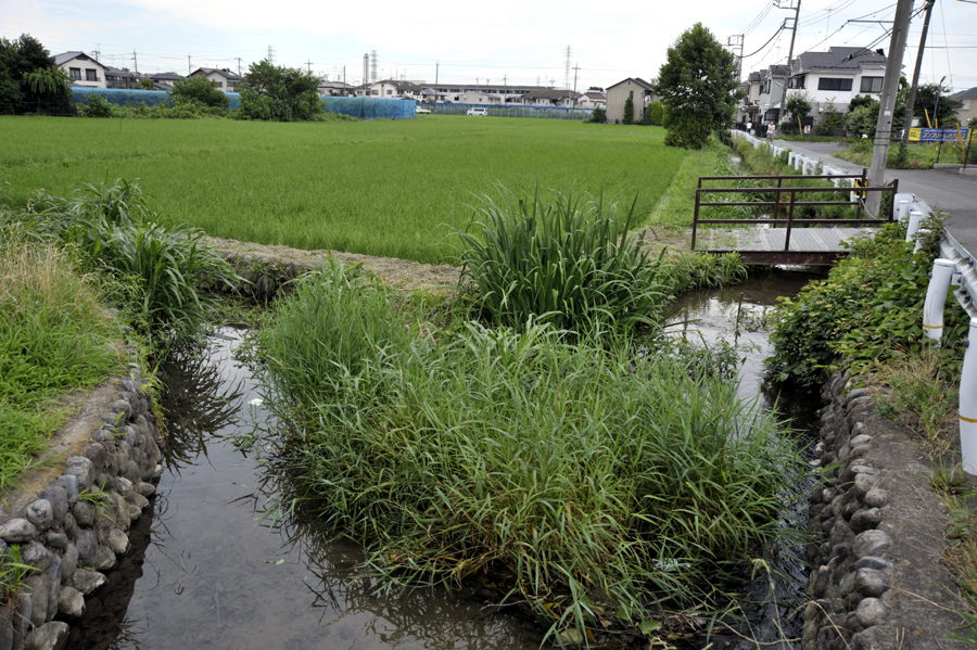 夏休み！日野の用水を体験