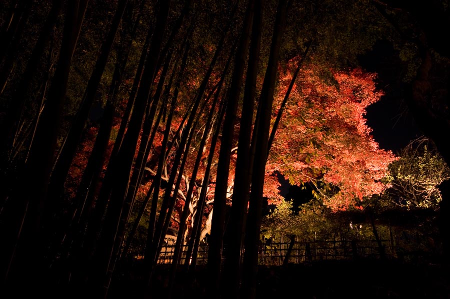 2009年京王百草園紅葉まつり開催