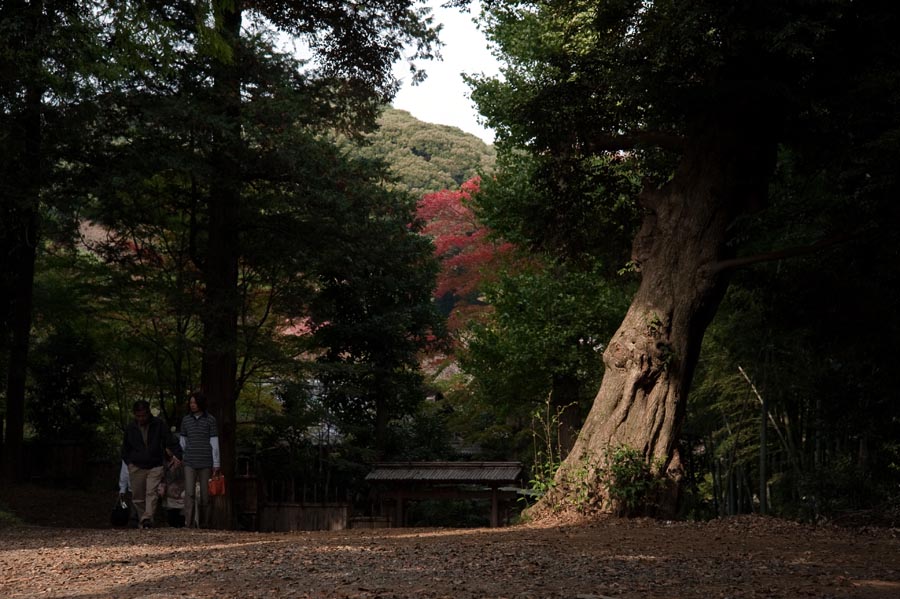 百草の樹林で