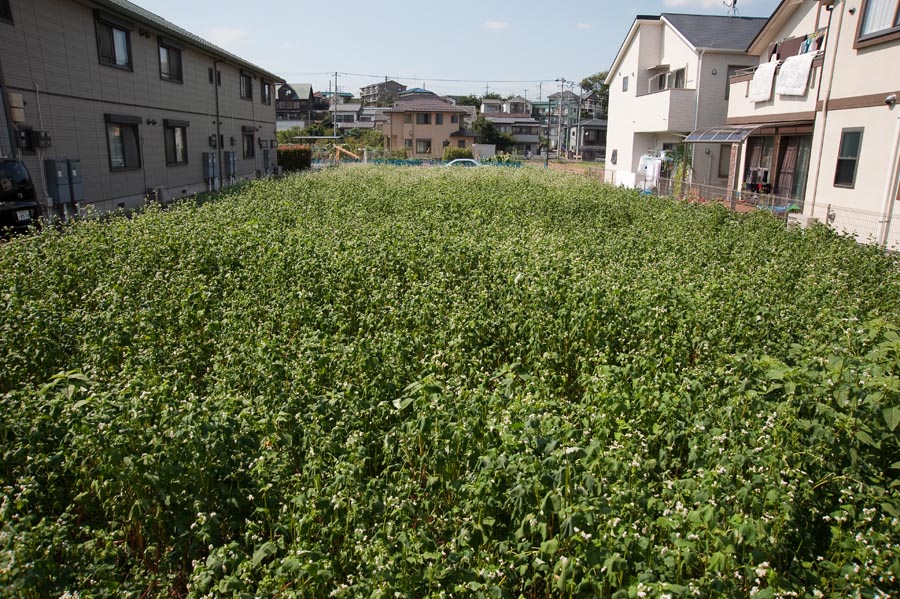 日野のそば