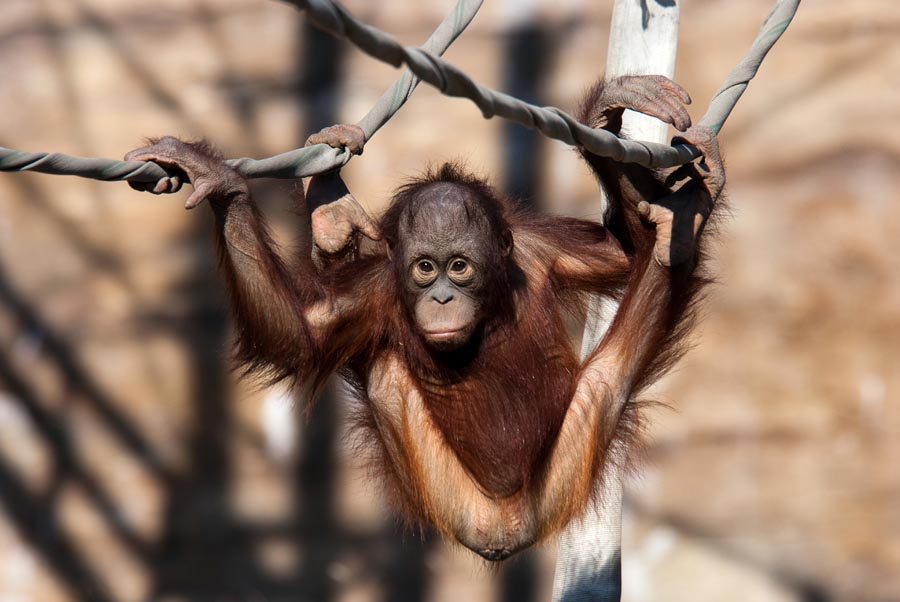 多摩動物公園　落ちないオランウータンの「げんかつぎ」