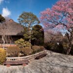 梅まつり、京王百草園梅、開花情報　2010