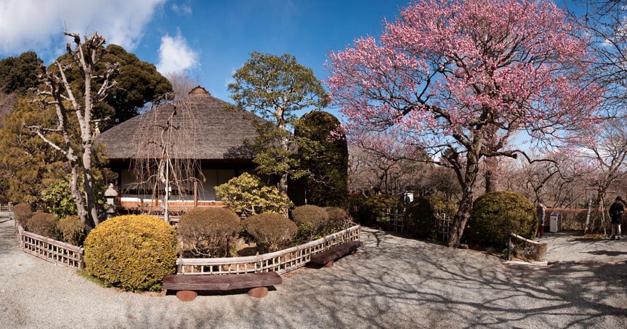 梅まつり、京王百草園梅、開花情報