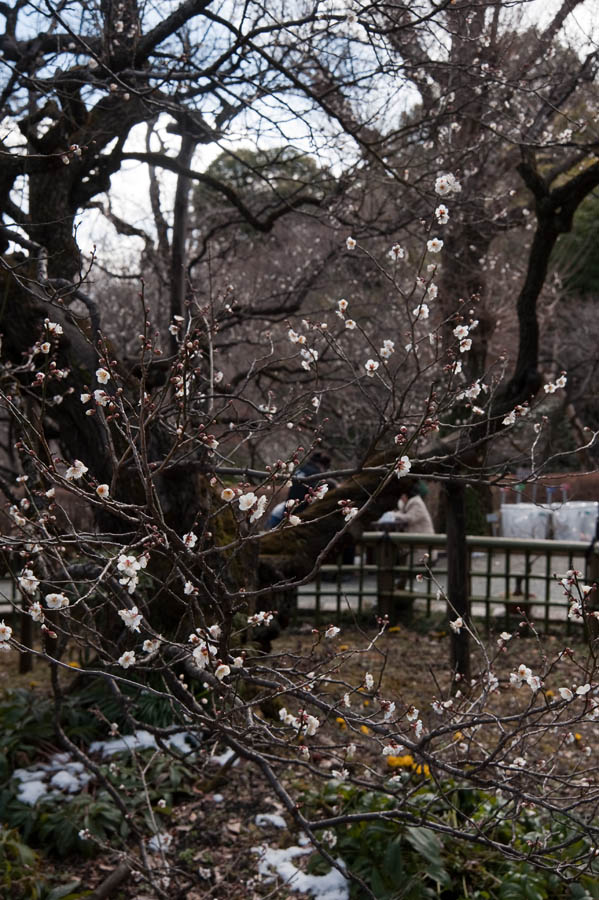 梅まつり、京王百草園梅、開花情報