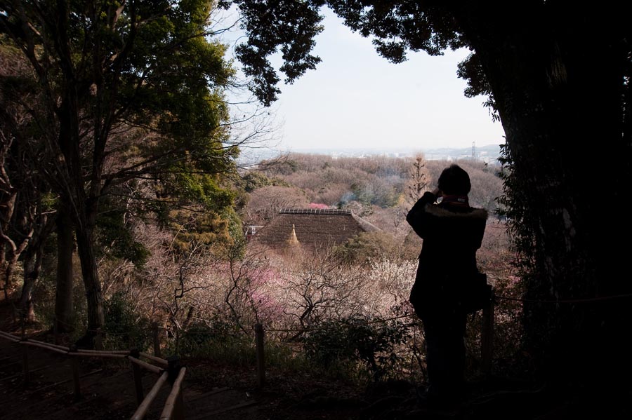 梅まつり、京王百草園梅、開花情報