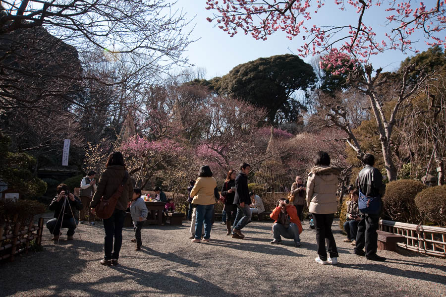 梅まつり、京王百草園梅、開花情報