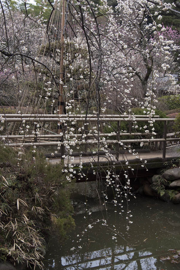 梅まつり、京王百草園梅、開花情報