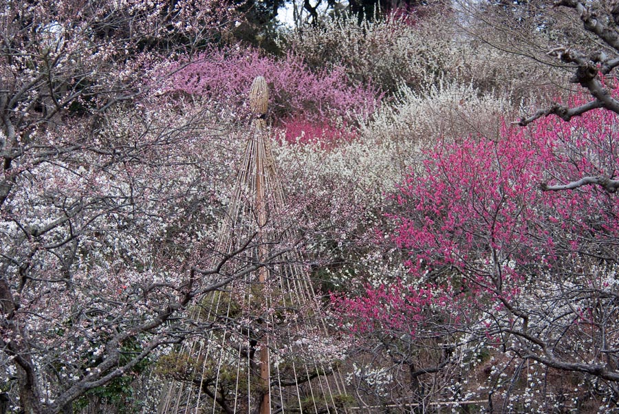 梅まつり、京王百草園梅、開花情報