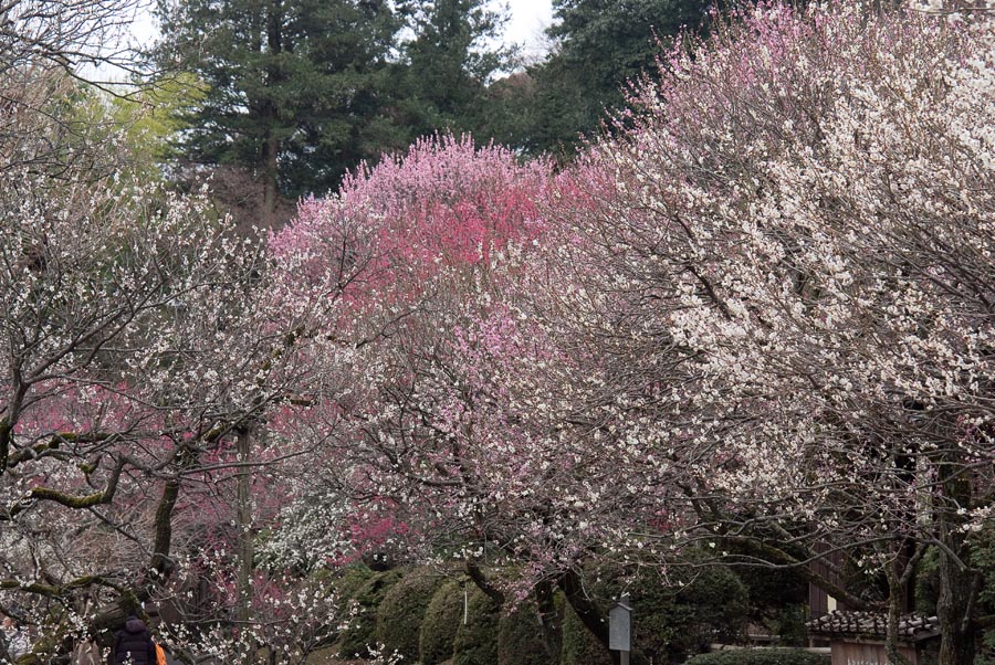 梅まつり、京王百草園梅、開花情報