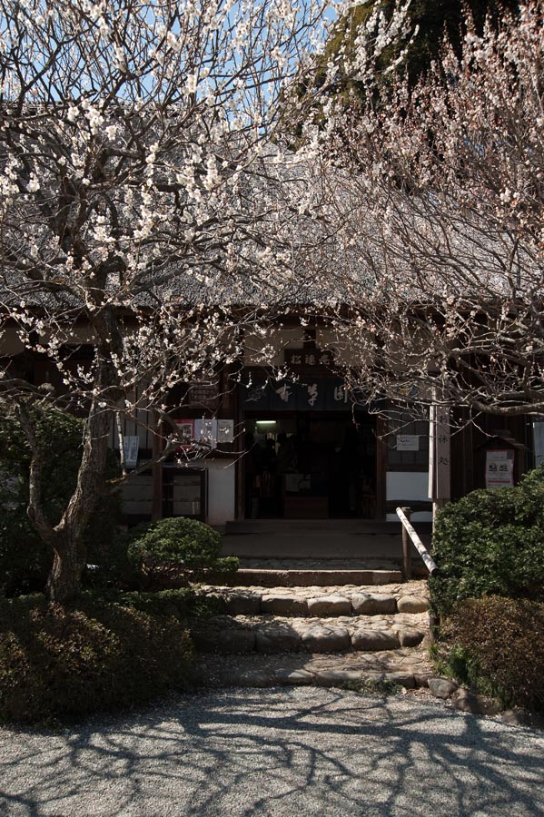 梅まつり、京王百草園梅、開花情報