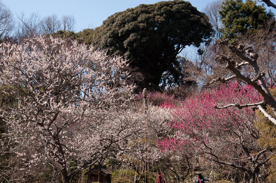 梅まつり、京王百草園梅、開花情報