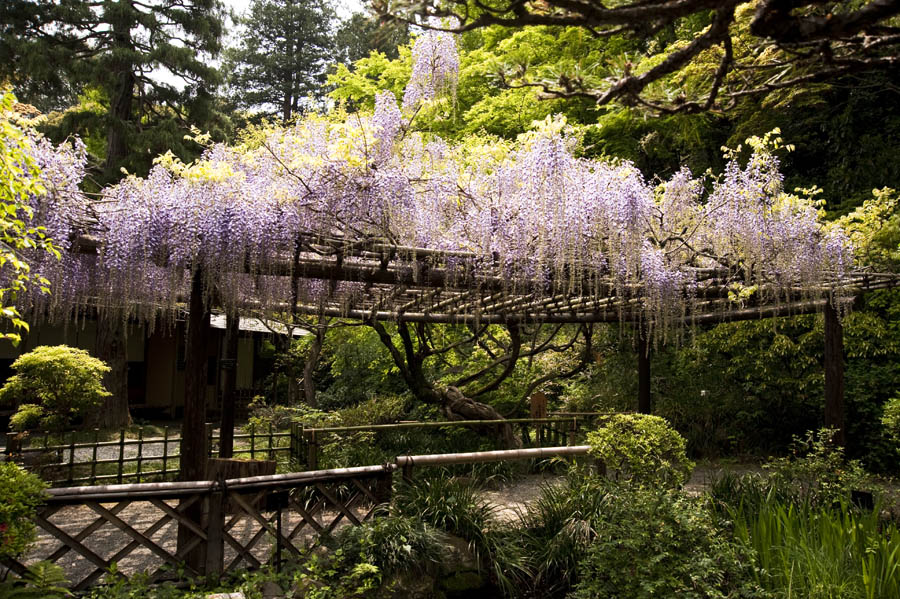 京王百草園「新緑まつり」開催