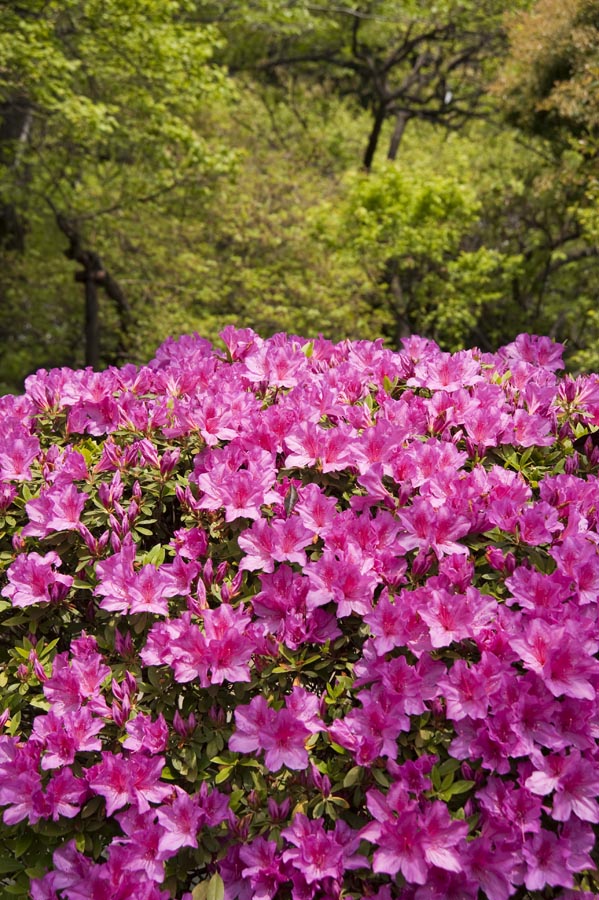 京王百草園「新緑まつり」開催