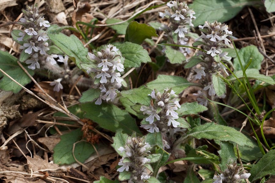 新緑百草は花盛り