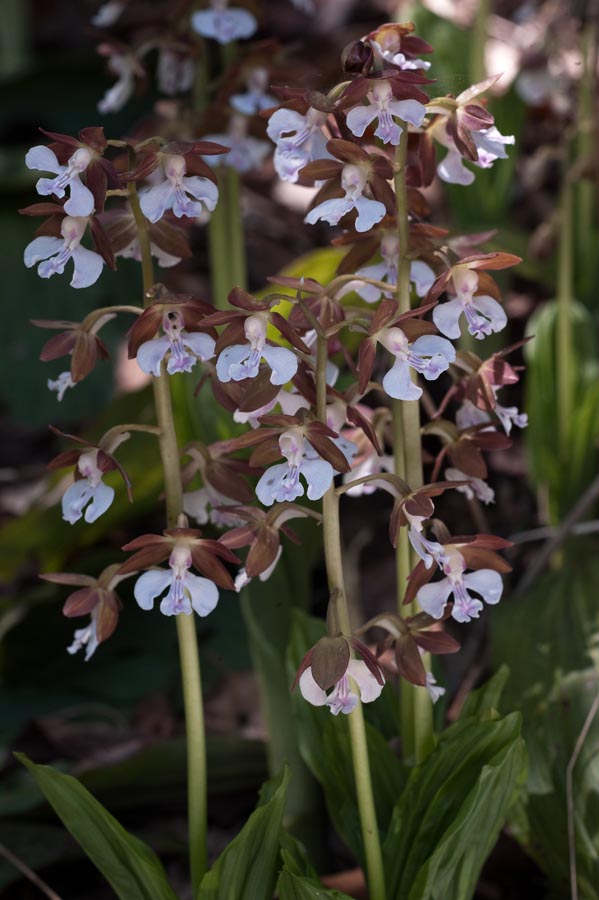 新緑百草は花盛り